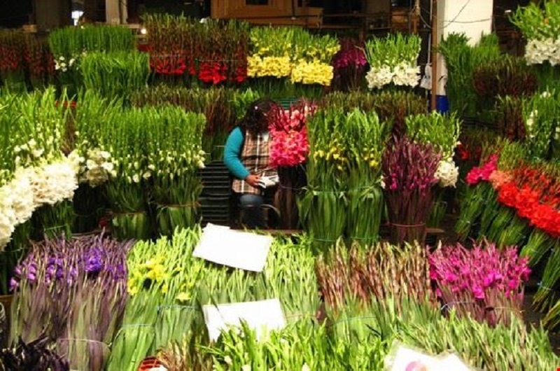 Mercado Jamaica - Habibi World Travel & Tour